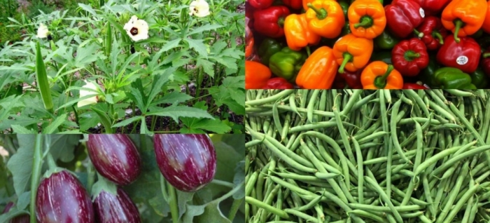 idea99uttarkhand_veg_28th_june.jpg idea99uttarkhand_veg_28th_june.jpg