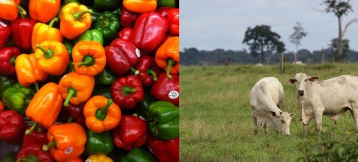 idea99uttarkhand_veg_and_livestock_10th_may.jpg