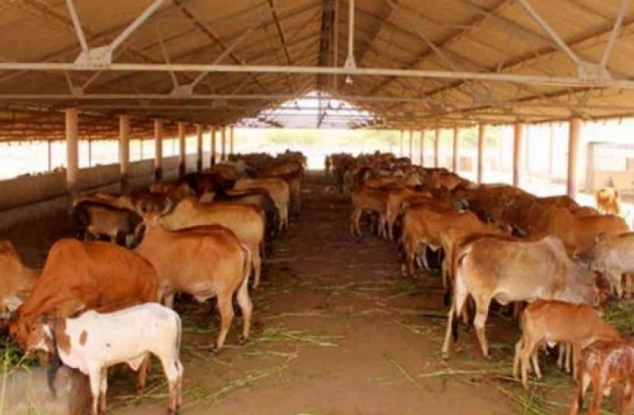 idea99uttrakhand_animal.jpg