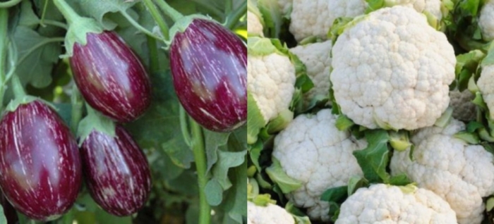 idea99veg_08th_jun.jpg idea99veg_08th_jun.jpg