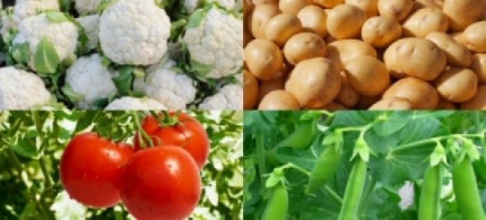 idea99veg_18th_march.jpg idea99veg_18th_march.jpg