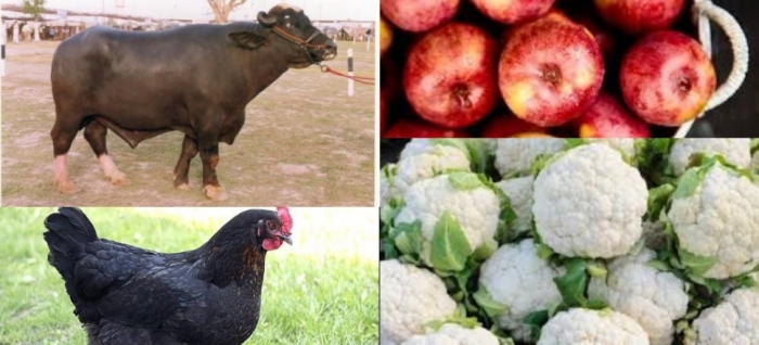 idea99veg_nanital_14th_jan_.jpg
