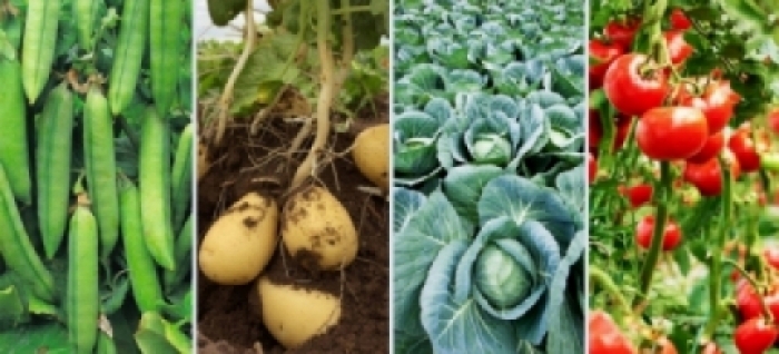 idea99veg_una_2nd_feb.jpg idea99veg_una_2nd_feb.jpg