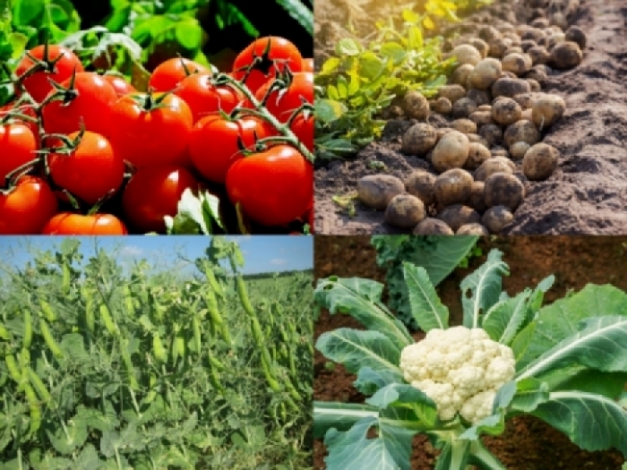 idea99vegetabels.jpg