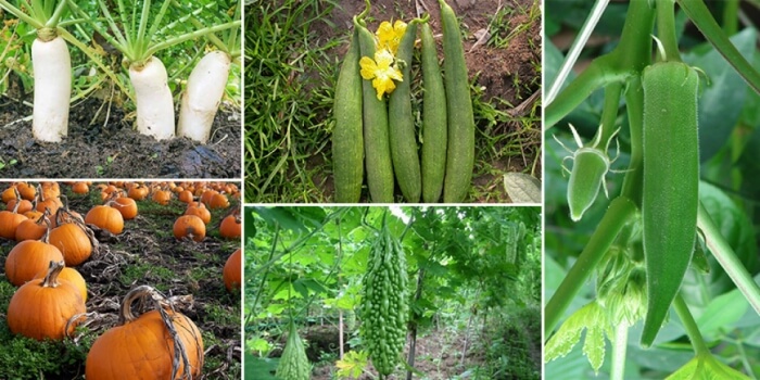 idea99vegetable_cultivation.jpeg
