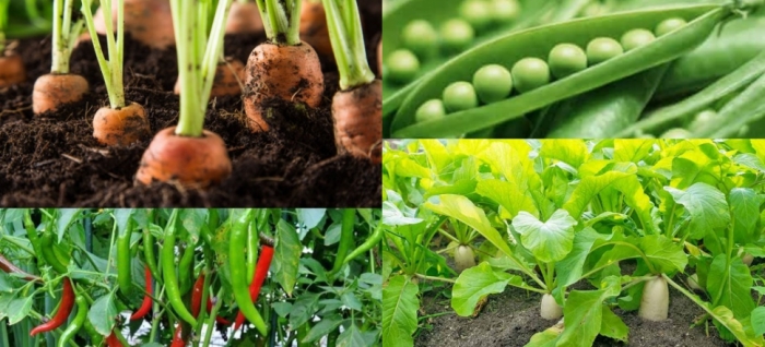 idea99vegetable_pea,_carrot,_chilli,_radish.jpg idea99vegetable_pea,_carrot,_chilli,_radish.jpg