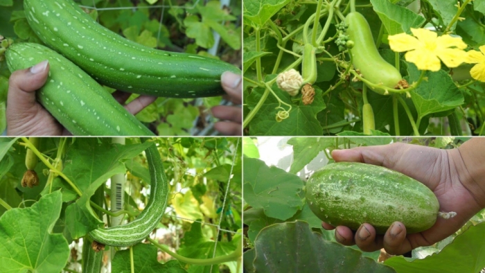 idea99vegetables-ak.jpg