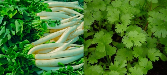 idea99vegetables_24th_Sep.jpg