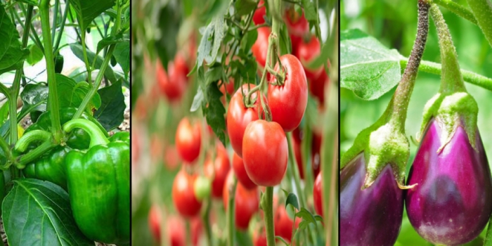idea99vegetables_3_.jpg