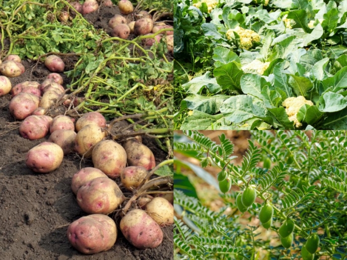 idea99vegetables_bihar.jpg