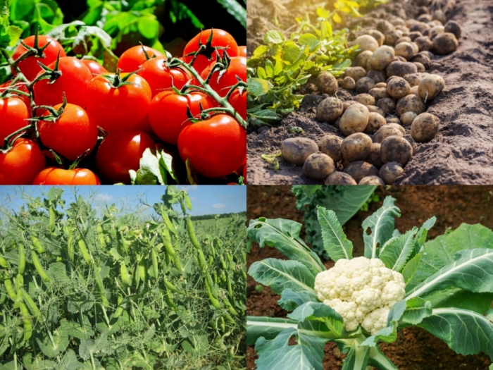 idea99vegetables_gkms_una_.jpg idea99vegetables_gkms_una_.jpg