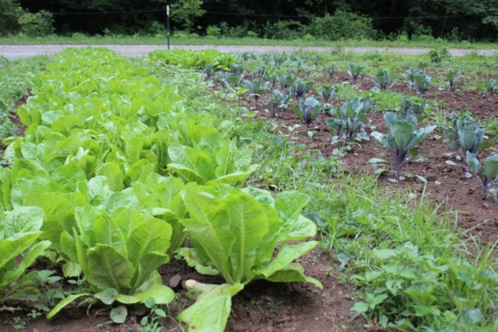 idea99vegetables_hp.jpg