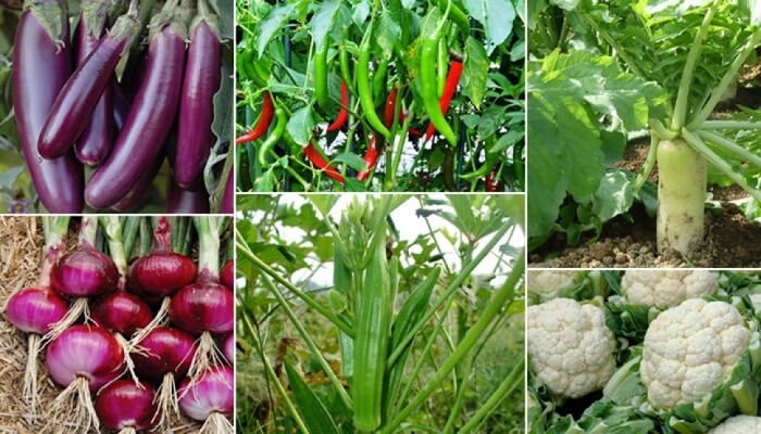 idea99vegetables_new.jpeg idea99vegetables_new.jpeg