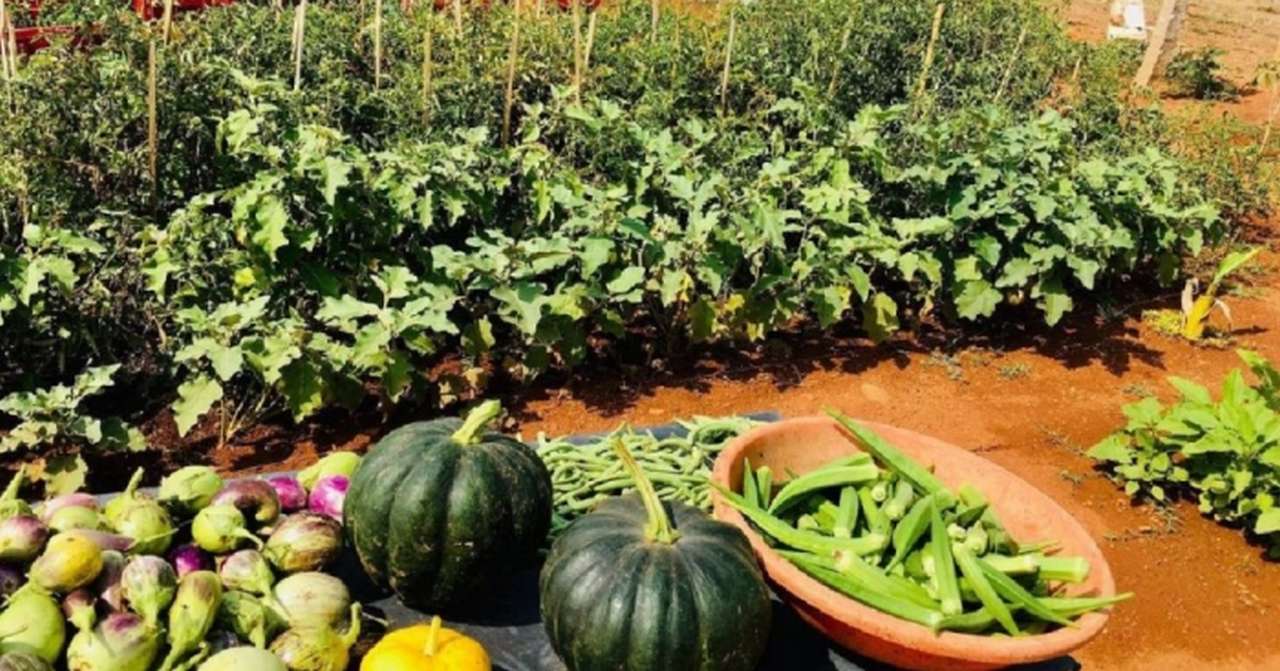 idea99vegetables_punjab.jpg idea99vegetables_punjab.jpg