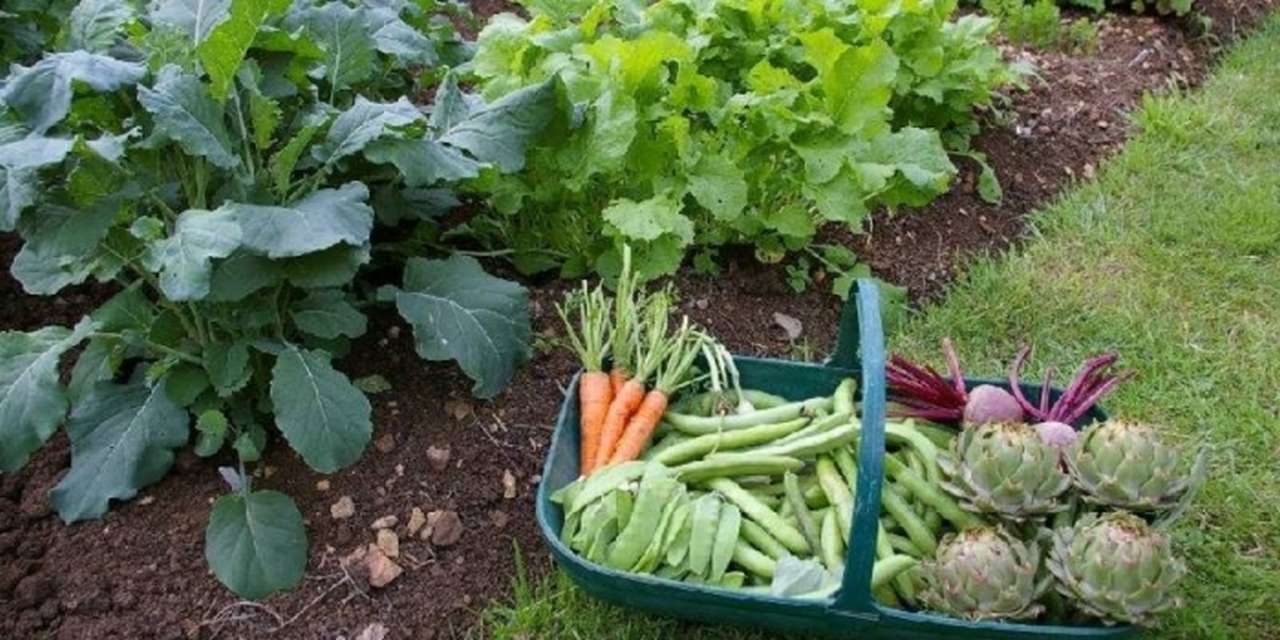 idea99vegitables.jpg