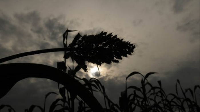 idea99weathers_on_crop_in_uk.jpg