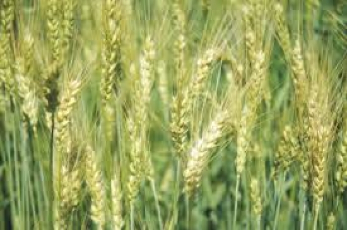 idea99weed_in_wheat.jpeg