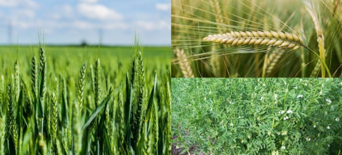 idea99wheat,_barley,_lentil_22oct_2021.jpg