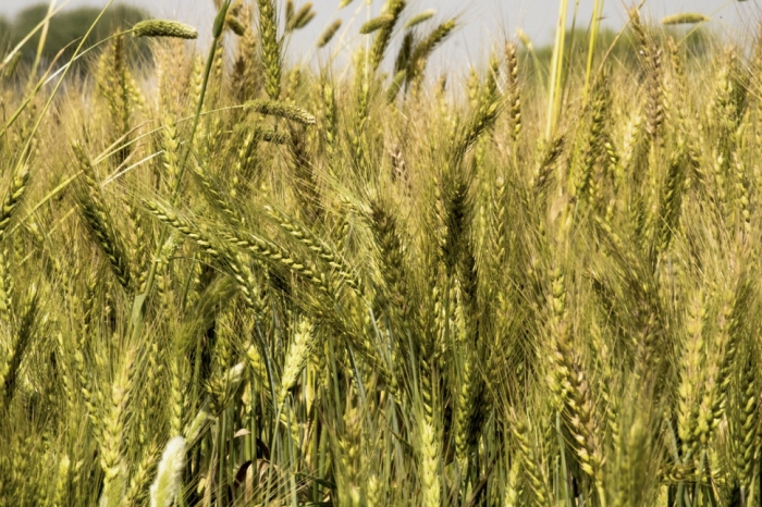 idea99wheat-5011263_1280-5ece16364b10a.jpg idea99wheat-5011263_1280-5ece16364b10a.jpg