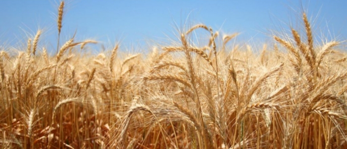 idea99wheat_.jpg idea99wheat_.jpg