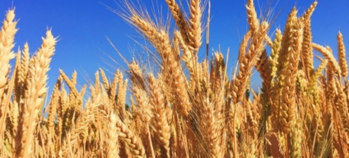 idea99wheat_2.jpg idea99wheat_2.jpg