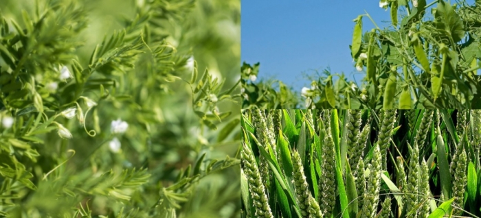 idea99wheat_23rd_oct.jpg