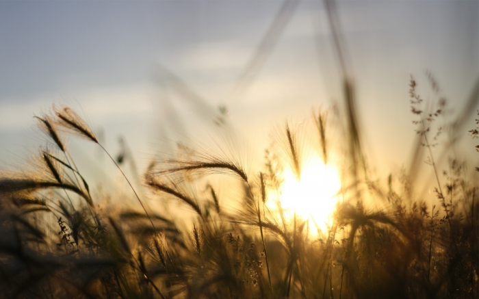 idea99wheat_6_april.jpg