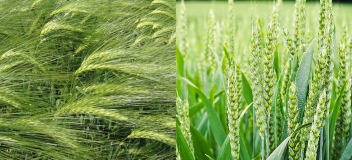 idea99wheat_and_barely.jpg