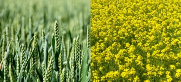 idea99wheat_and_oil_seeds_pau_20th_oct.jpg