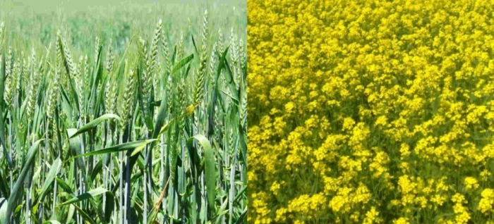 idea99wheat_and_oilseeds.jpg