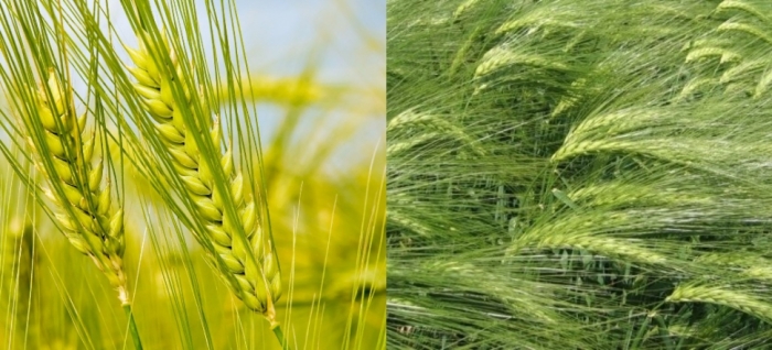 idea99wheat_barley.jpg