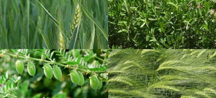 idea99wheat_barley_chick_pea_lentil.jpg