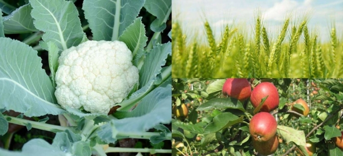 idea99wheat_cauliflower.jpg