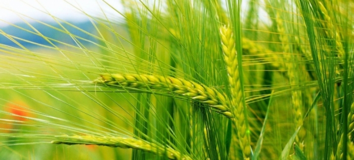 idea99wheat_crops.jpg idea99wheat_crops.jpg