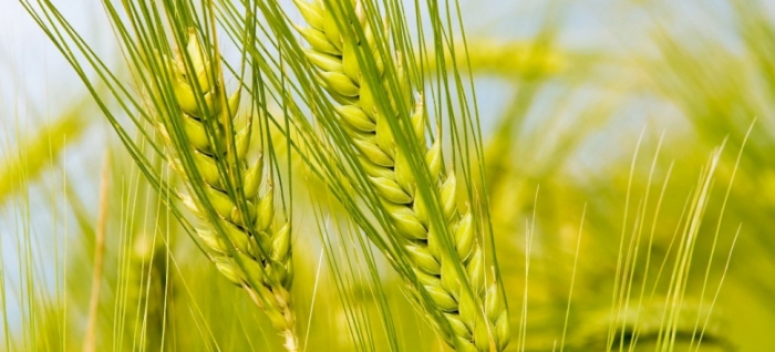 idea99wheat_crops_28th_oct.jpg idea99wheat_crops_28th_oct.jpg