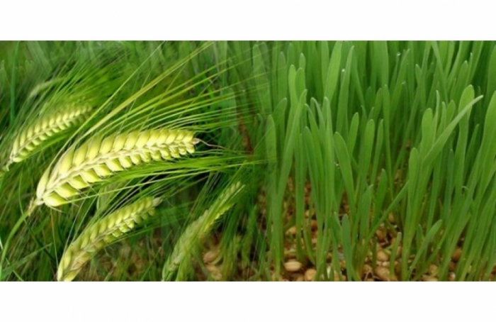 idea99wheat_farming-870x564.jpg