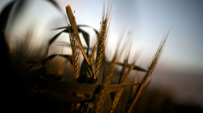 idea99wheat_feb.jpg