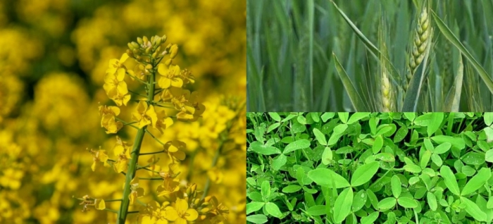 idea99wheat_fodder_and_mustard.jpg idea99wheat_fodder_and_mustard.jpg