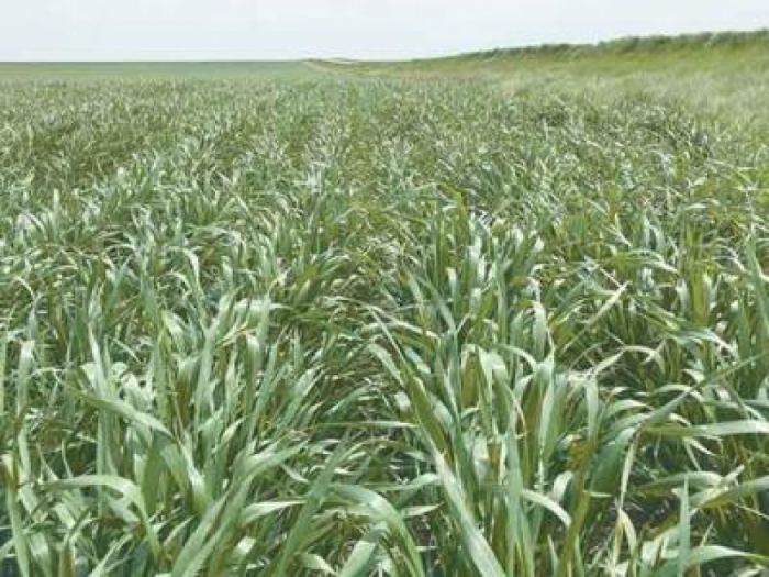 idea99wheat_grass.jpg idea99wheat_grass.jpg