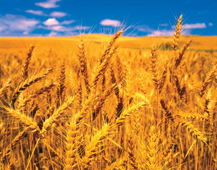 idea99wheat_harvest_in_nainital.jpg
