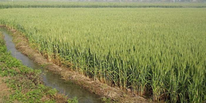 idea99wheat_irrigation_in_april.jpg idea99wheat_irrigation_in_april.jpg