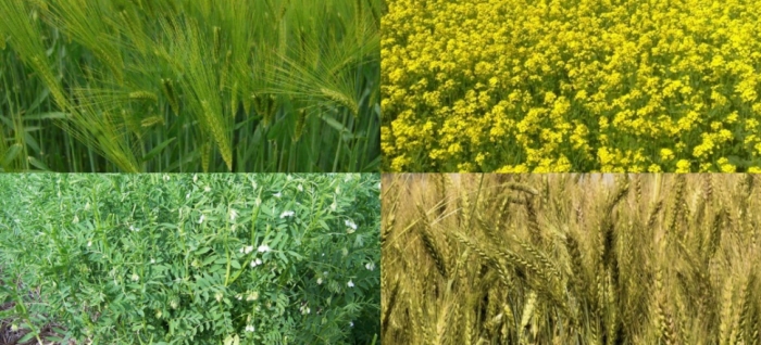 idea99wheat_lentil_barley_mustard.jpg