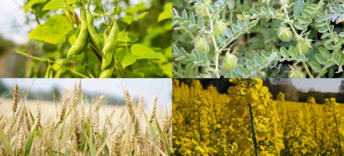 idea99wheat_lentil_msoor_oil_seed.jpg idea99wheat_lentil_msoor_oil_seed.jpg