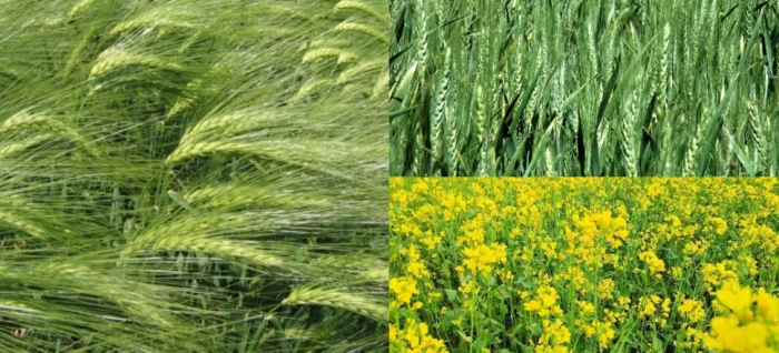 idea99wheat_mustard_and_barlet.jpg