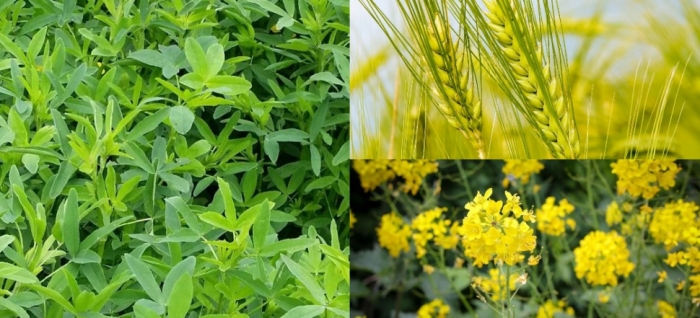 idea99wheat_mustard_barseem.jpg