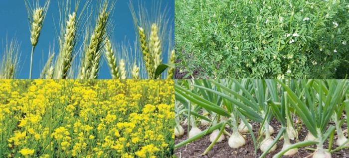 idea99wheat_mustard_garlic_lentil.jpg idea99wheat_mustard_garlic_lentil.jpg