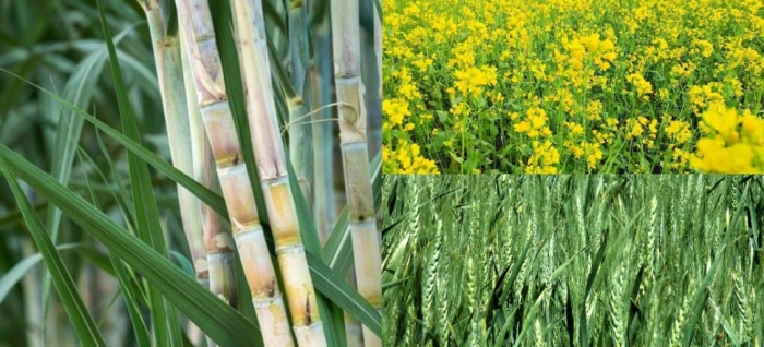 idea99wheat_mustard_sugarcane.jpg