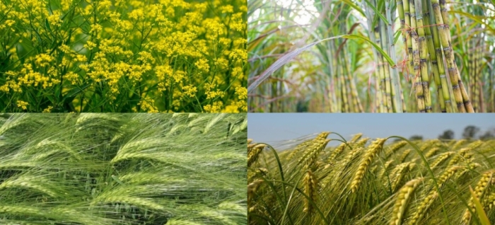 idea99wheat_mustard_sugarcane_barley.jpg idea99wheat_mustard_sugarcane_barley.jpg