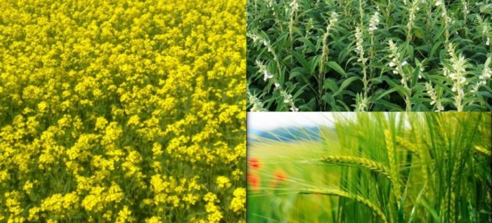 idea99wheat_oil_seed_sesame.jpg idea99wheat_oil_seed_sesame.jpg