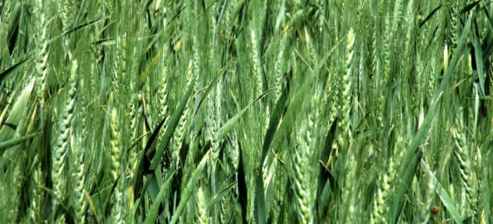 idea99wheat_pau.jpg idea99wheat_pau.jpg